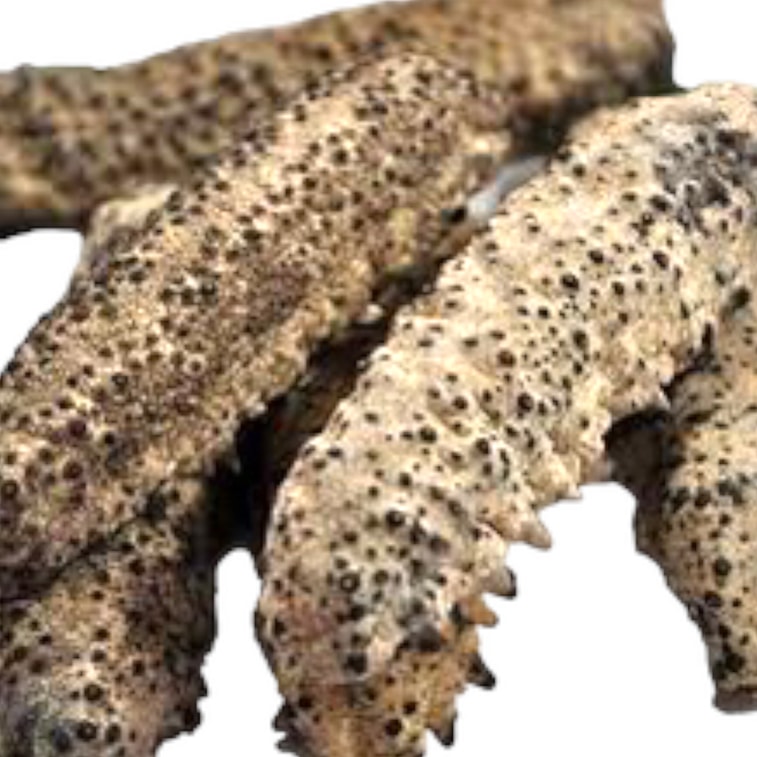 HMT South America Mexican Sea Cucumbers Dried  200g Shuang Pai