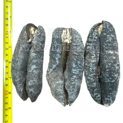 HMT Australian Sea Cucumbers Dried  400g Zhu Po Shen 3-4 Pcs